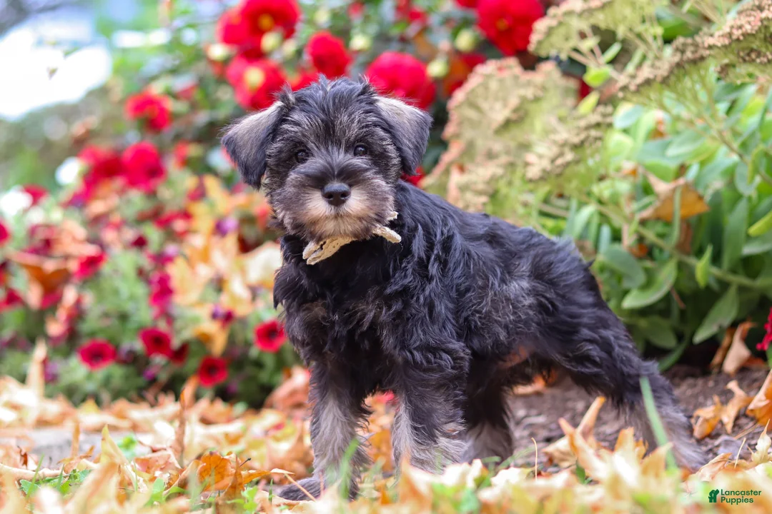 Miniature Schnauzer dogs for sale: Otis - Ad 1