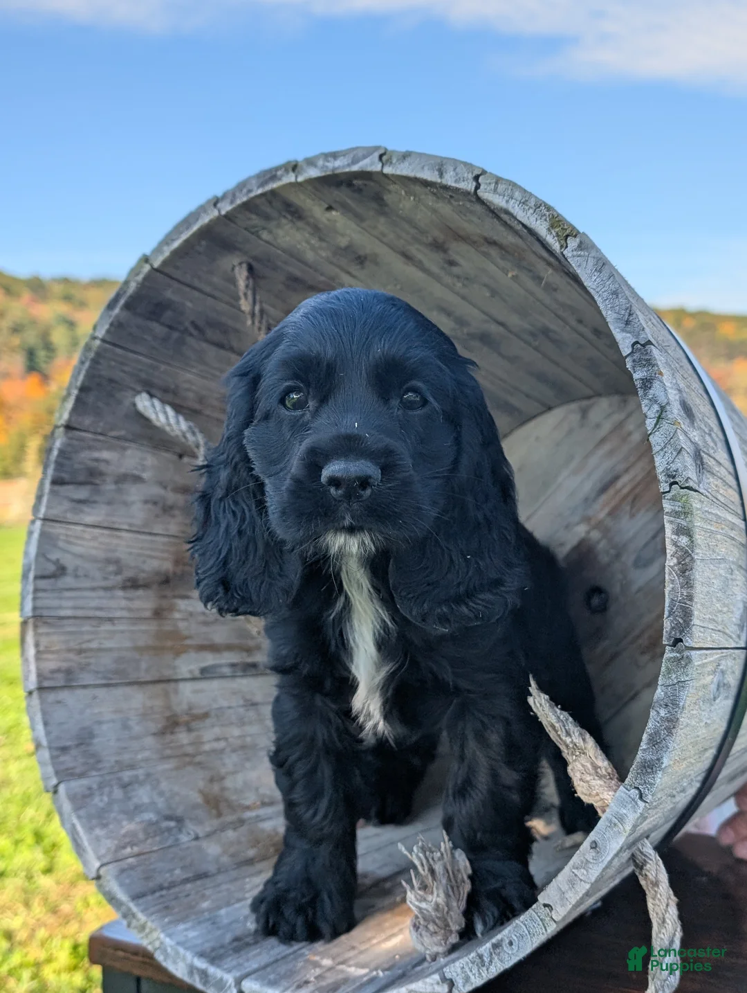 Cocker Spaniel dogs for sale: Cailey - Ad 2