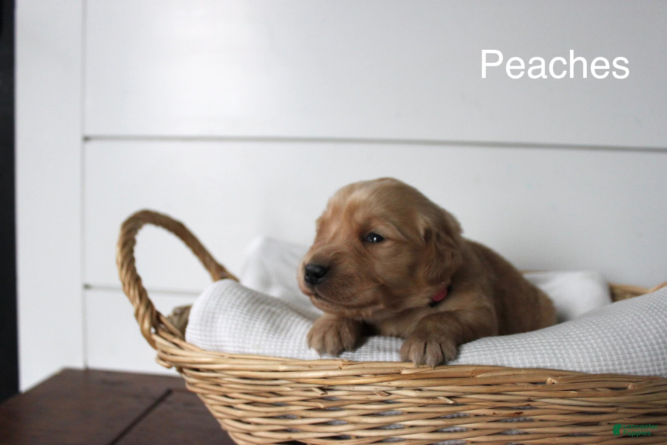 Golden Retriever dogs Peaches  - Ad 2