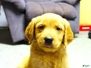 Golden Retriever dogs Raven - Ad 33