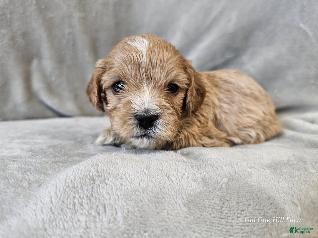 Cavapoo dogs for sale: Pesto - Ad 1