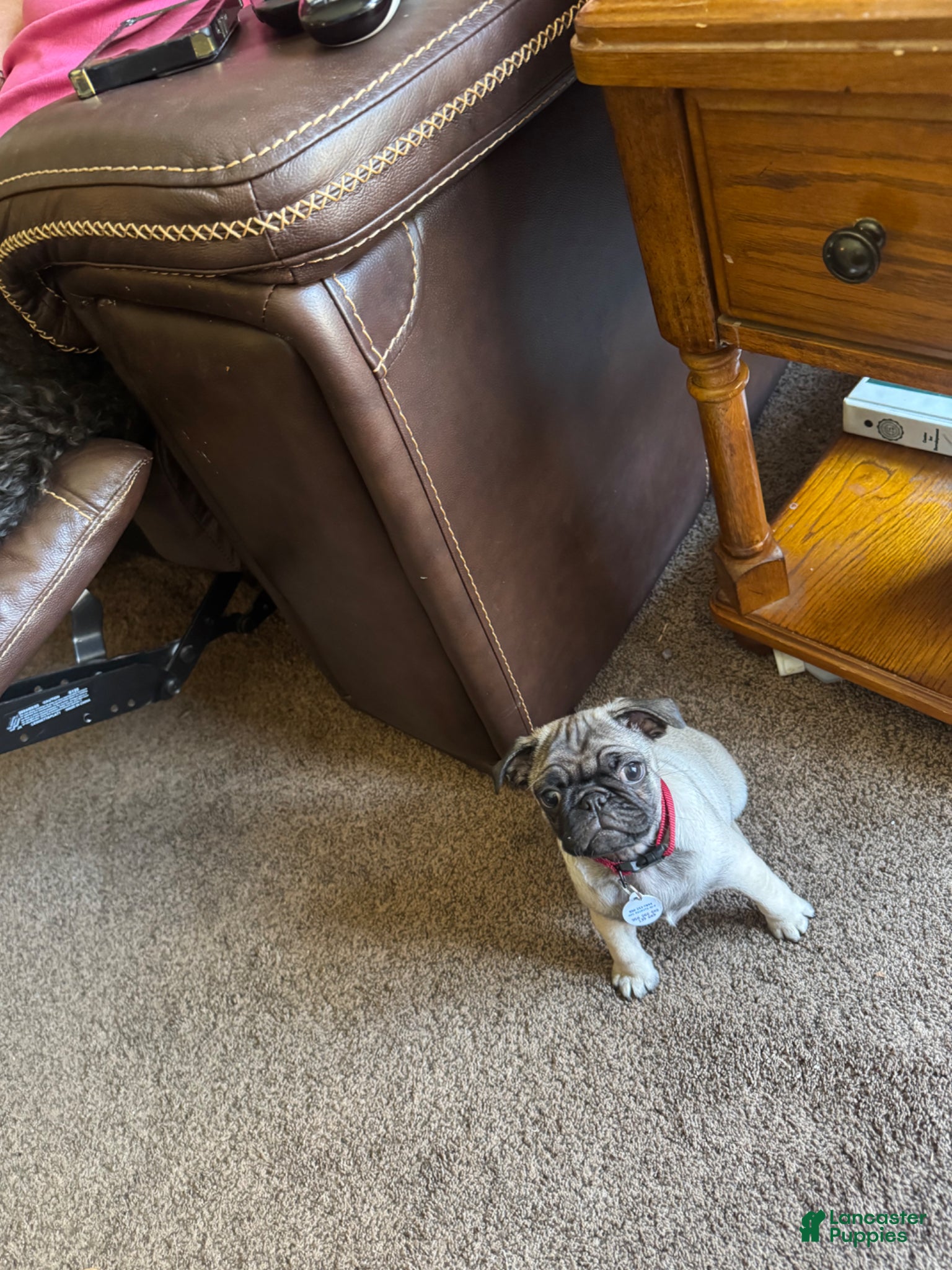 Pug dogs Pug Puppy 1 - Ad 4