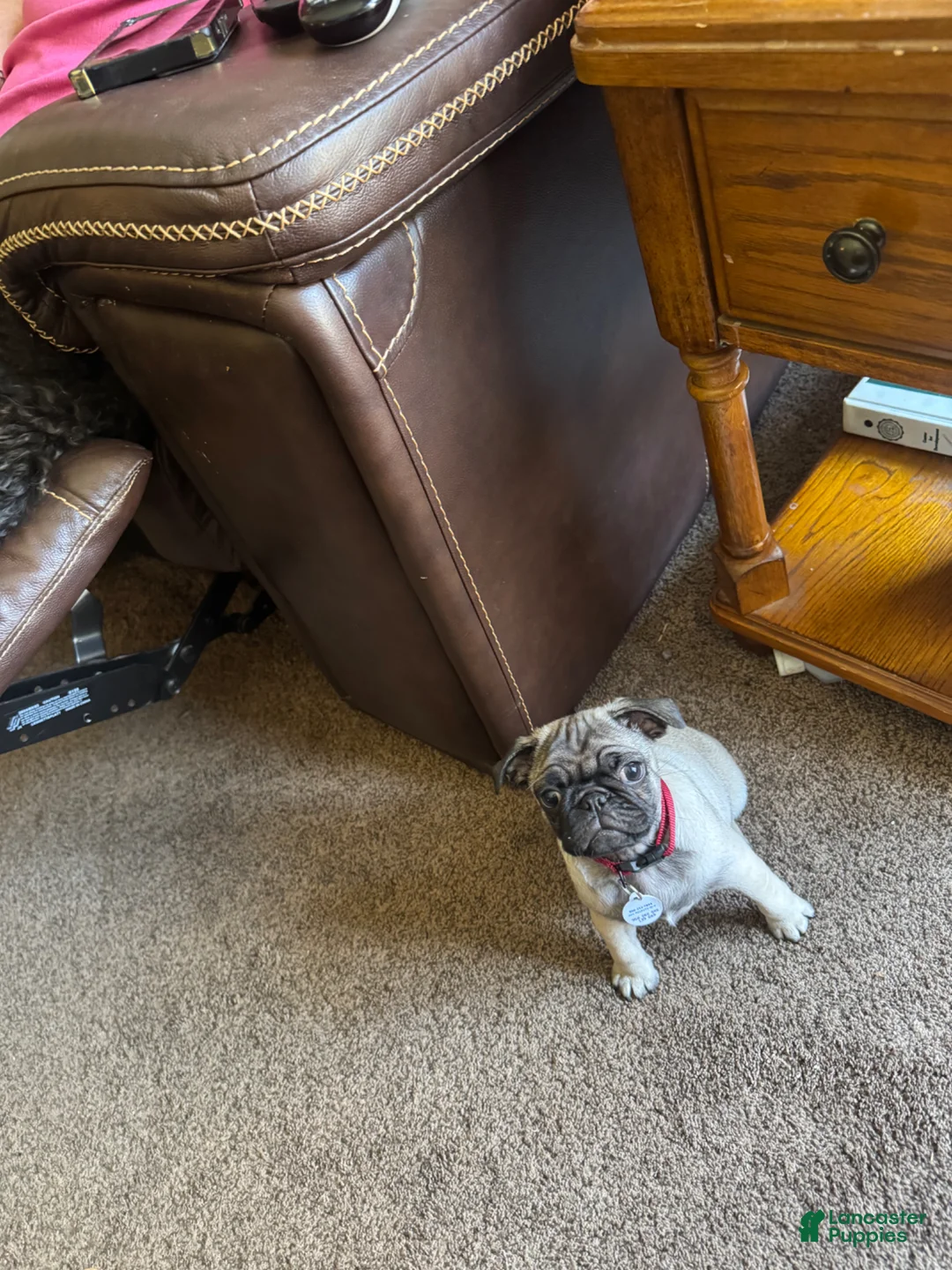 Pug dogs for sale: Pug Puppy 1 - Ad 1