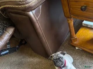 Pug dogs Pug Puppy 1 - Ad 4