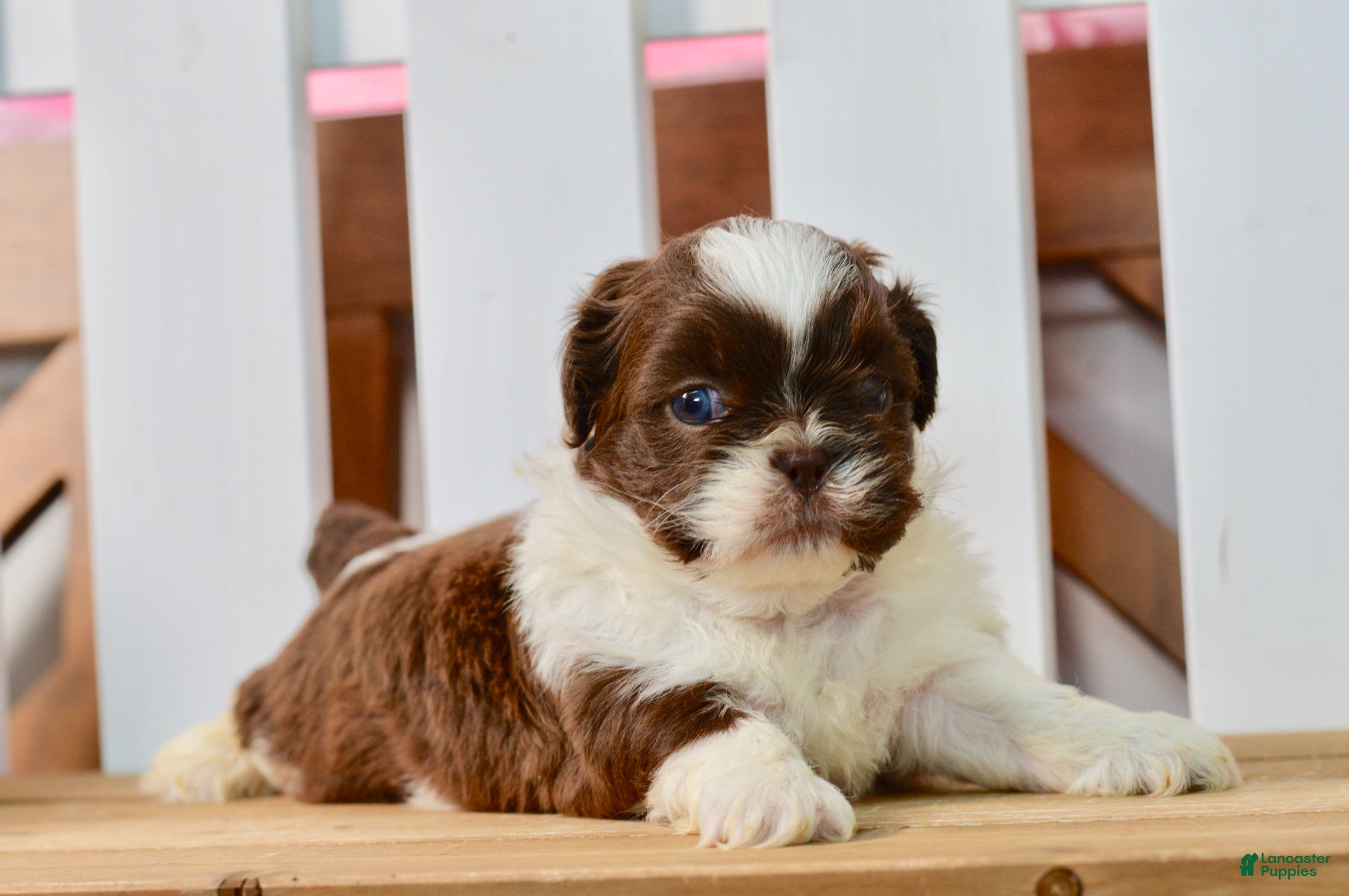 Shih Tzu dogs Banks - Ad 1