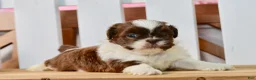 Shih Tzu dogs for sale: Banks - Ad 1