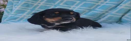 Miniature Dachshund dogs for sale: Venture  - Ad 39