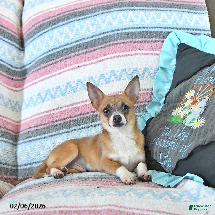 Chihuahua dogs Fritz - Ad 15