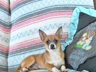 Chihuahua dogs Fritz - Ad 15