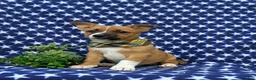 Mixed Breed dogs for sale: Derek - Ad 4