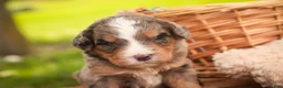 Mini Bernedoodle dogs for sale: Barley F1 Mini Bernedoodle  - Ad 14