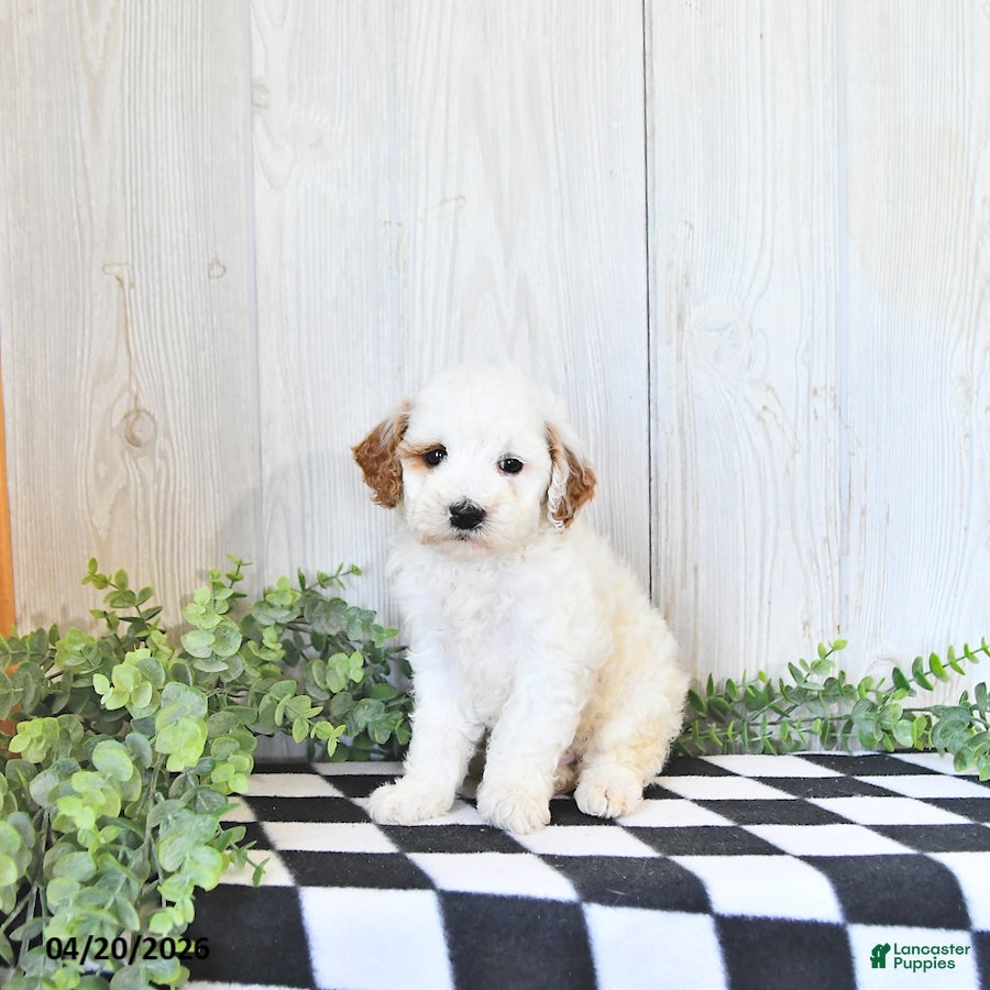 Mini Goldendoodle dogs Archie - Ad 1
