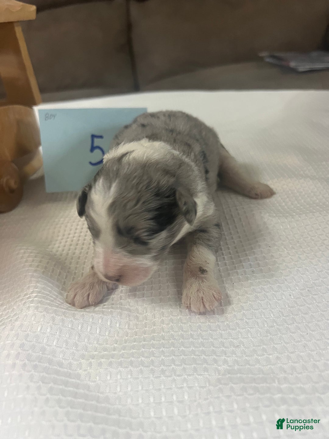 Aussiedoodle dogs for sale: JAZZ 5 - Ad 3