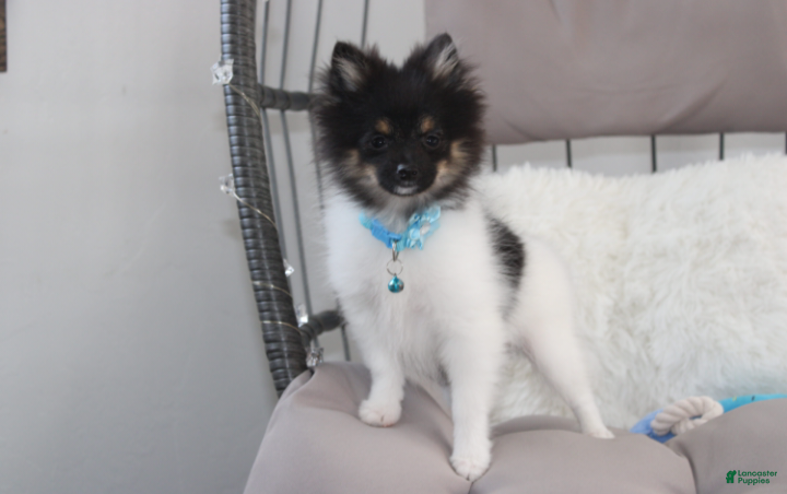 Pomeranian dogs Ziggy - Ad 1