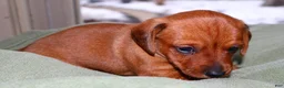 Miniature Dachshund dogs for sale: Copper - Ad 2