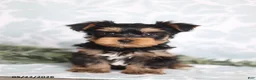 Yorkshire Terrier dogs for sale: Max - Ad 4