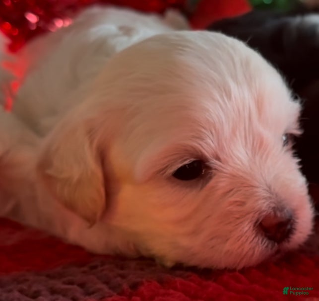 Shorkie dogs Shorkie Puppy 1 - Ad 25