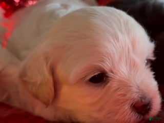 Shorkie dogs Shorkie Puppy 1 - Ad 29