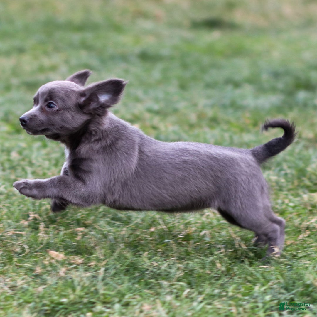 Chihuahua dogs for sale: Penny - Ad 4