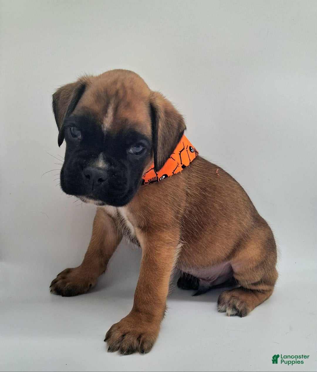 Magic for sale in Lancaster Puppies