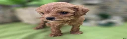 Cockapoo dogs for sale: Girdle - Ad 14
