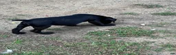 Cane Corso dogs for sale: Cane Corso 1 - Ad 33