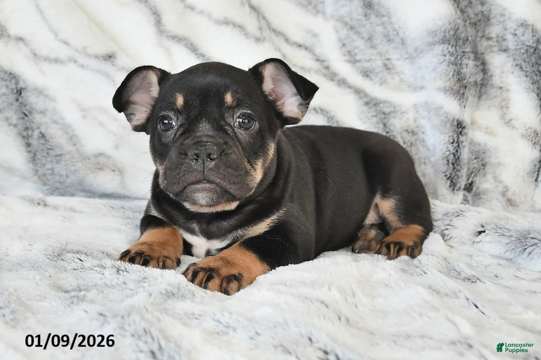 Mixed Breed dogs for sale: Naaman - Ad 9