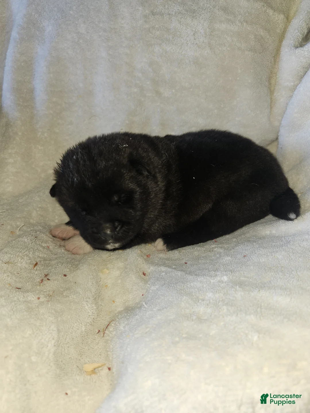 Akita dogs for sale: Akita Puppy 4 - Ad 1