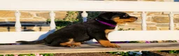 Rottweiler dogs for sale: Sierra - Ad 5