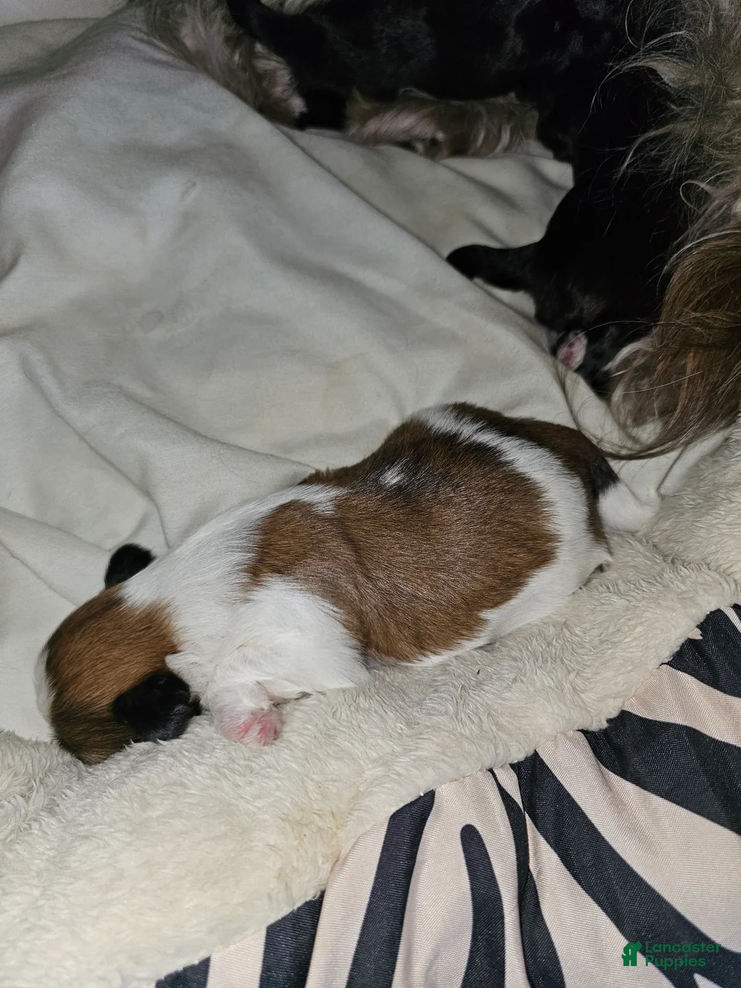 Shih Tzu dogs for sale: Grand - Ad 1