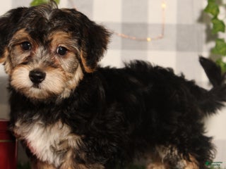 Yochon dogs Dasher - Ad 2