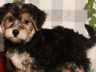 Yochon dogs Dasher - Ad 8