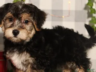 Yochon dogs Dasher - Ad 5