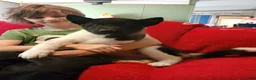 Akita dogs for sale: AKC Akita Puppy - Starlight - Ad 3