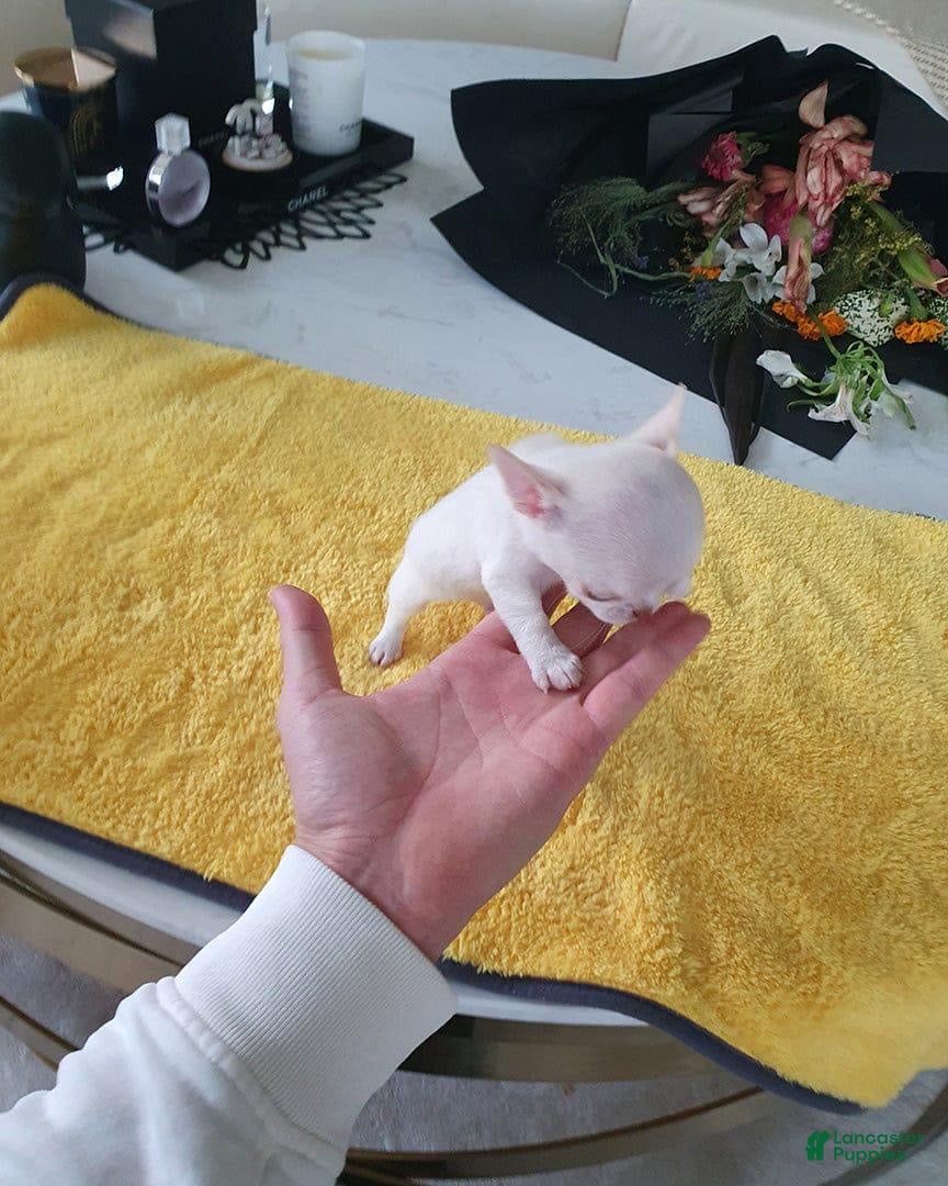 Chihuahua dogs for sale: Chihuahua Puppy 2 - Ad 1