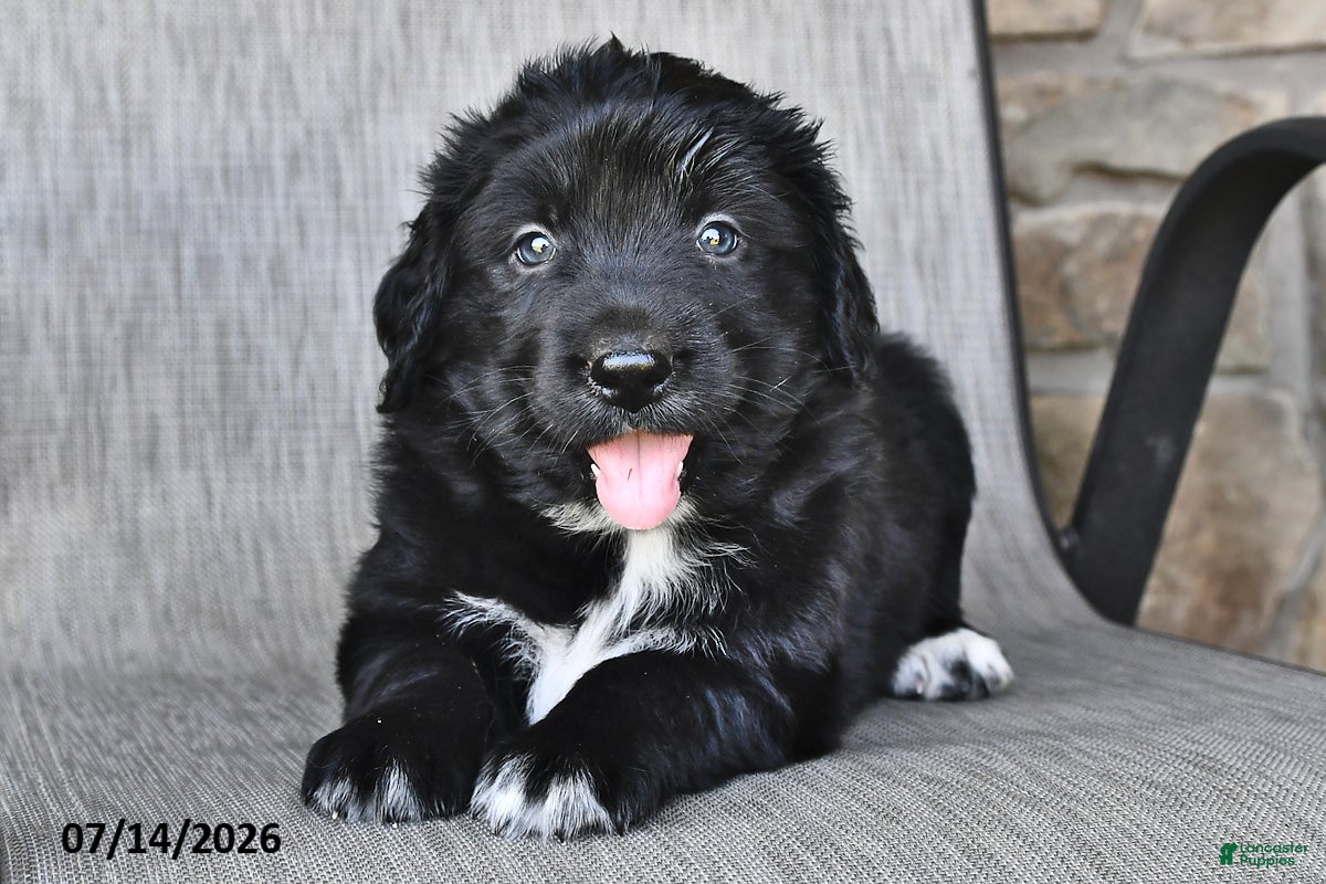 Mixed Breed dogs Tiny - Ad 1