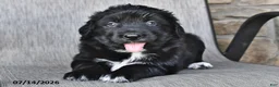 Mixed Breed dogs for sale: Tiny - Ad 1