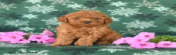 Toy Poodle dogs for sale: Tiny - Ad 1