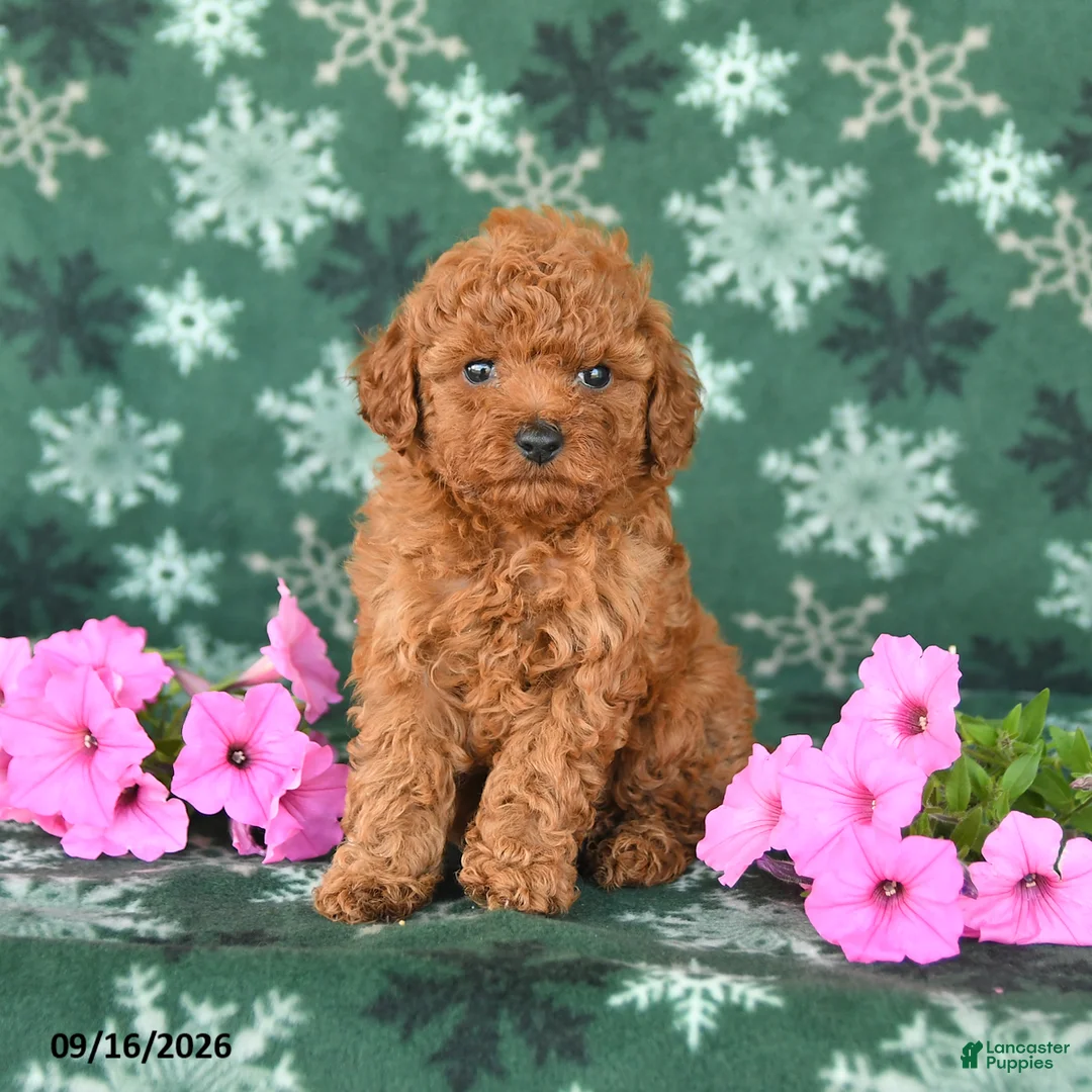 Toy Poodle dogs for sale: Tiny - Ad 1