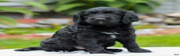 Miniature Labradoodle dogs for sale: Cecelia  - Ad 3