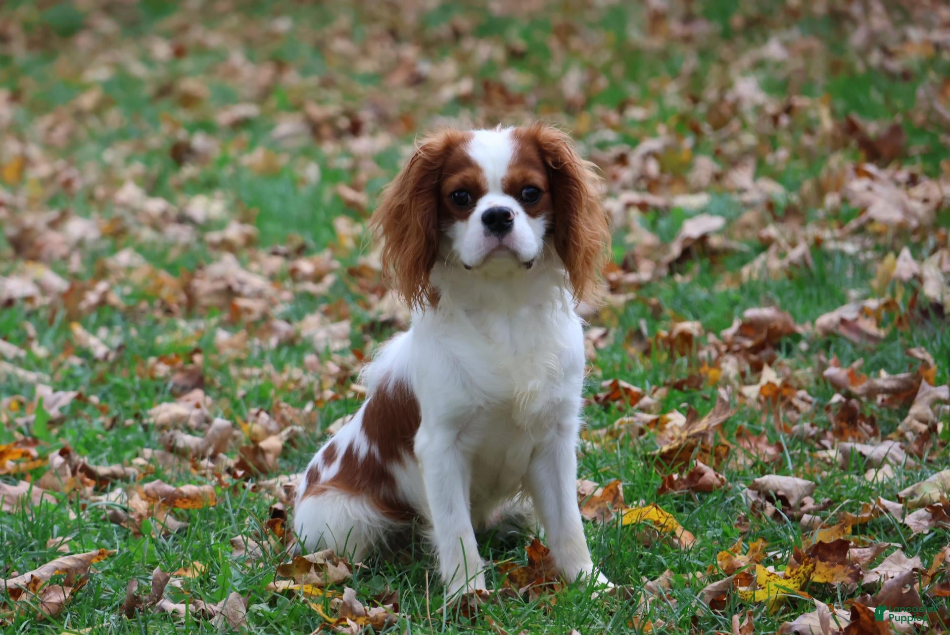 Cavalier King Charles Spaniel dogs for sale: Dallas - Ad 1