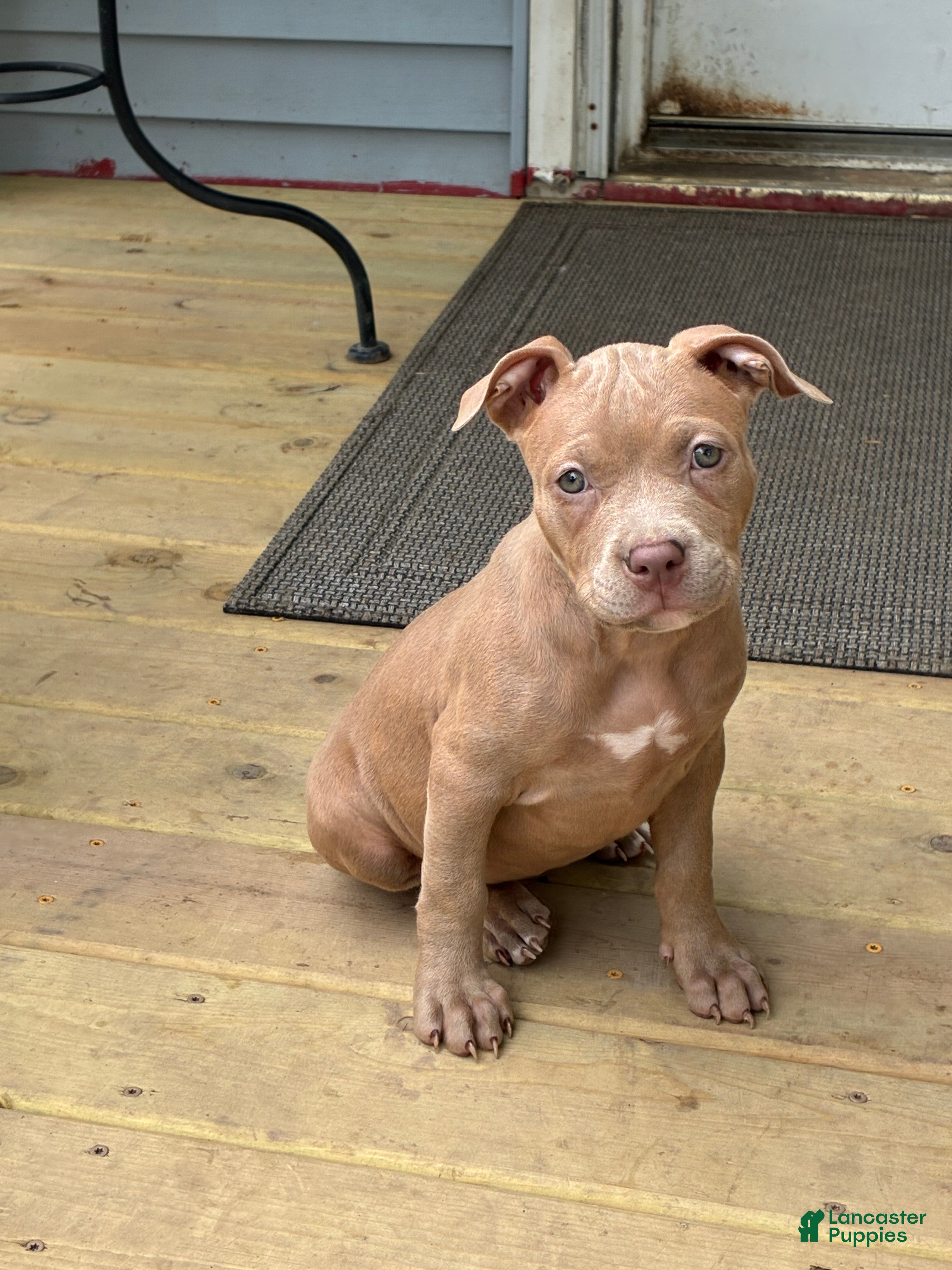 American Bully dogs Red - Ad 39