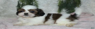 Shih Tzu 5