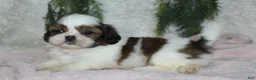 Shih Tzu dogs for sale: Shih Tzu 5 - Ad 1