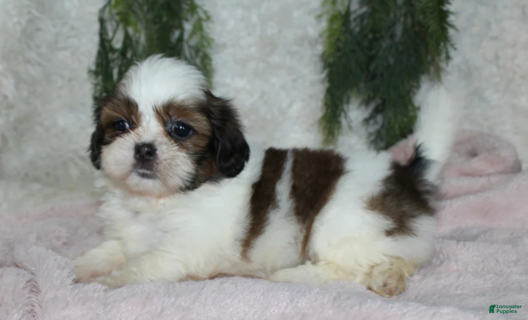 Shih Tzu dogs for sale: Shih Tzu 5 - Ad 1