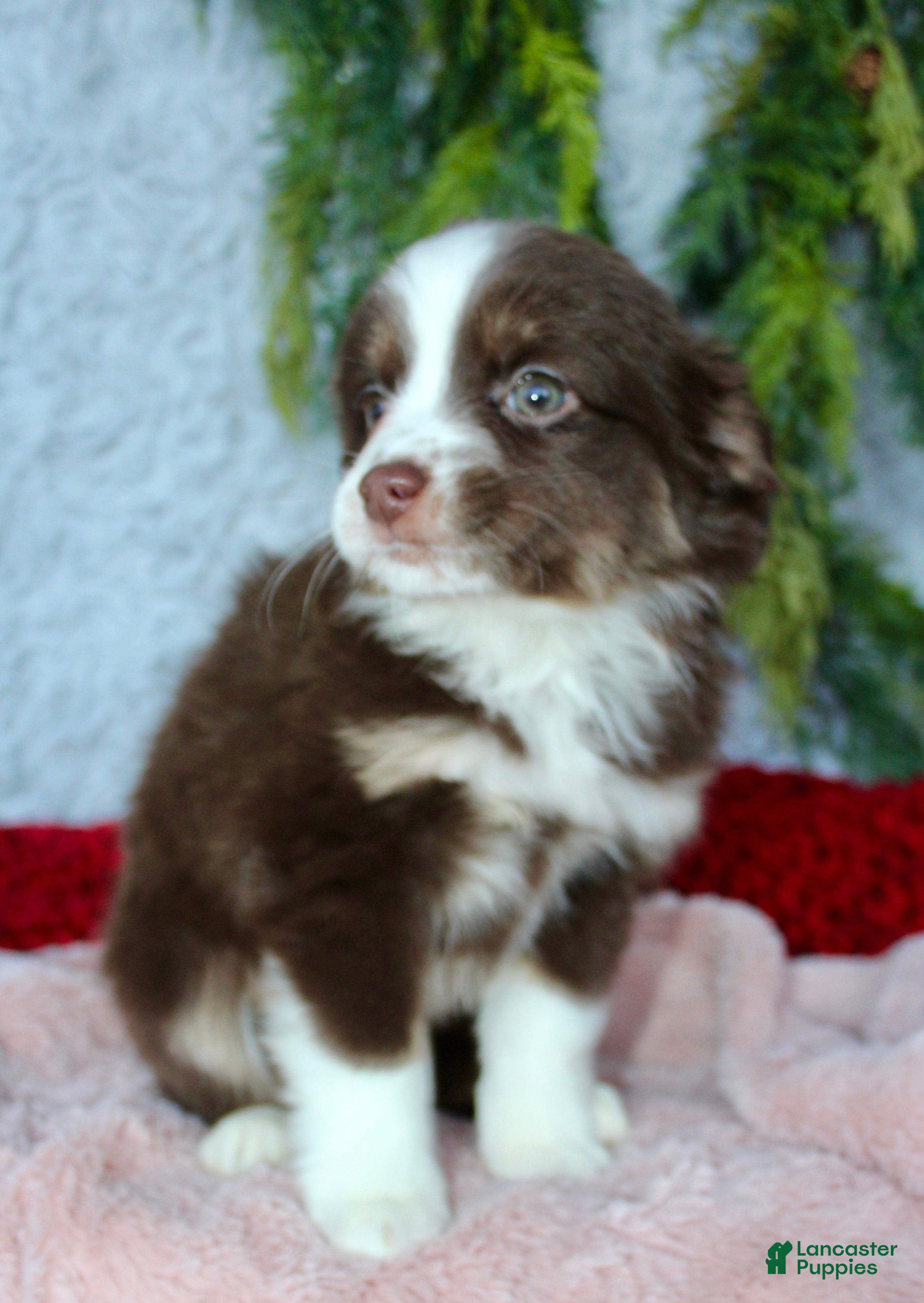 Miniature Australian Shepherd dogs Jenny - Ad 2