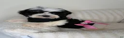 Teddy Bear dogs for sale: Mochi - Ad 1