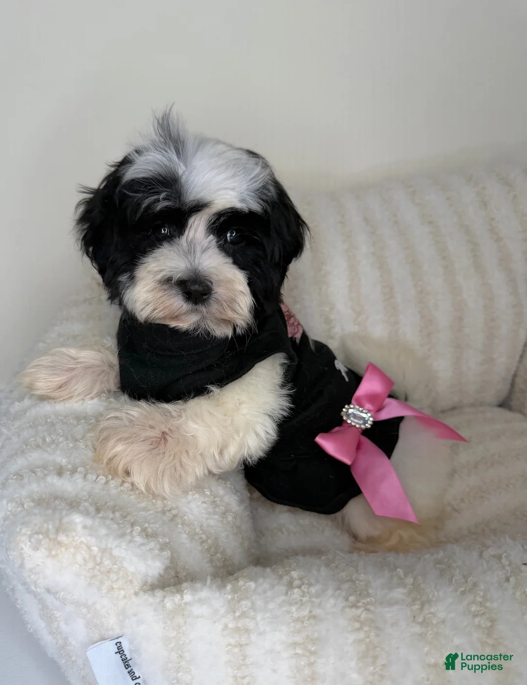 Teddy Bear dogs for sale: Mochi - Ad 1
