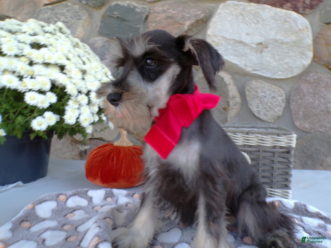 Miniature Schnauzer dogs for sale: Miniature Schnauzer Puppy 1 Chloe - Ad 1