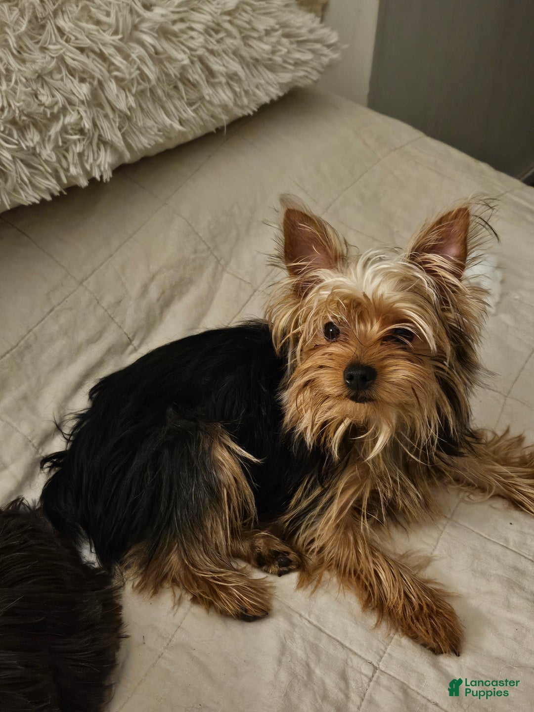 Yorkshire Terrier dogs for sale: Noelle - Ad 2